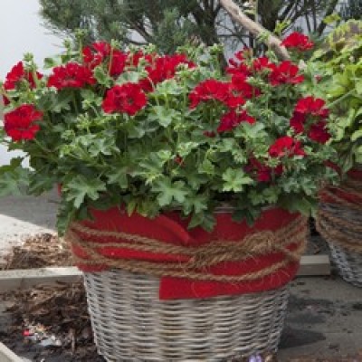 Marcada® Dark Red